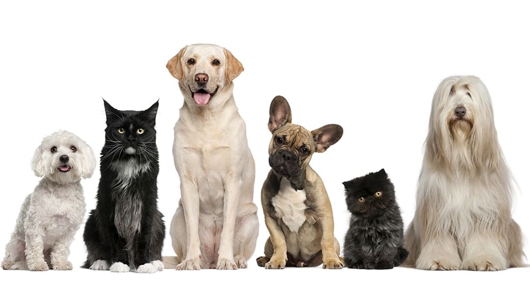 Placerville Veterinary Clinic