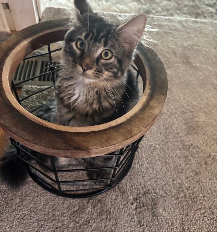 Pleasant Valley Pet Clinic