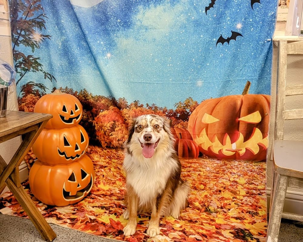 Pollock Pines Veterinary Hospital