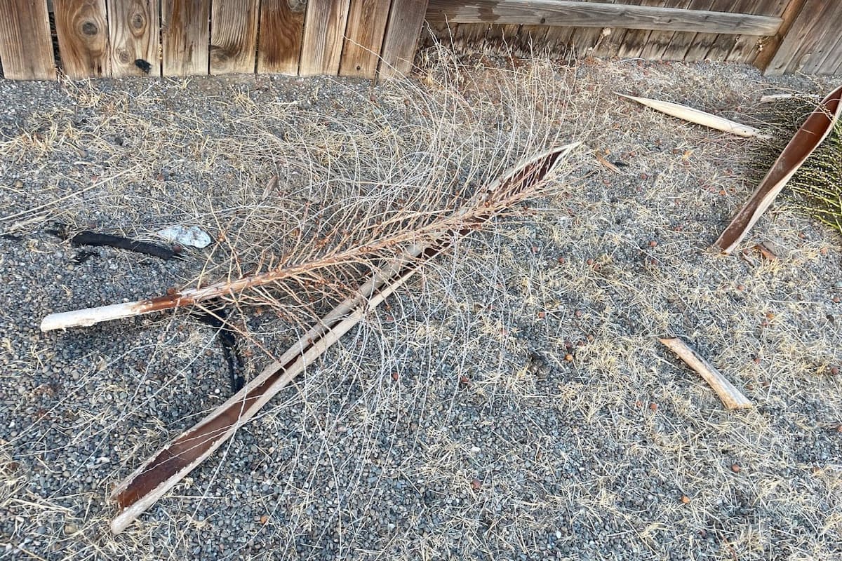 Ramon's Landscape Services