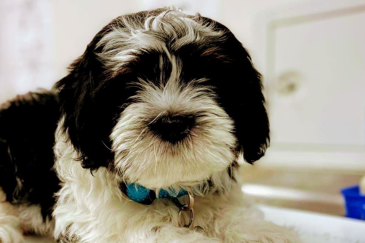 Rancho Pet Hospital