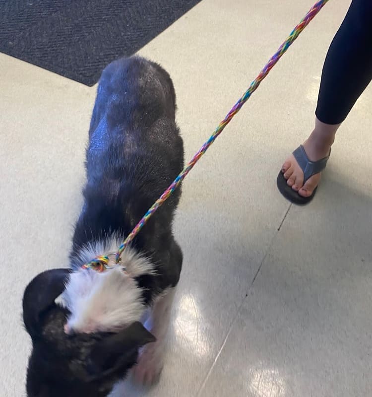 Redwood Veterinary Clinic