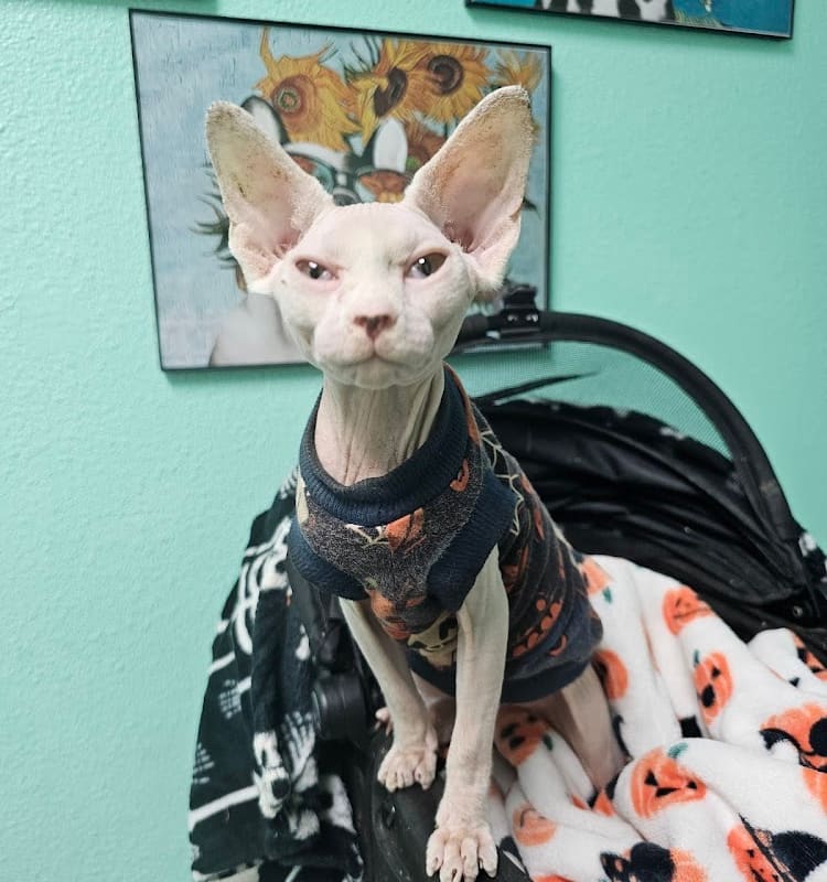 River Oak Veterinary Hospital