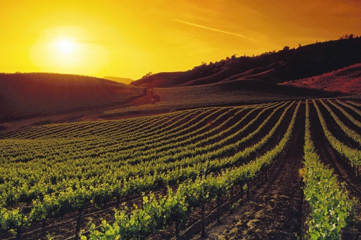 Rose Law Firm of Napa Valley, Inc.