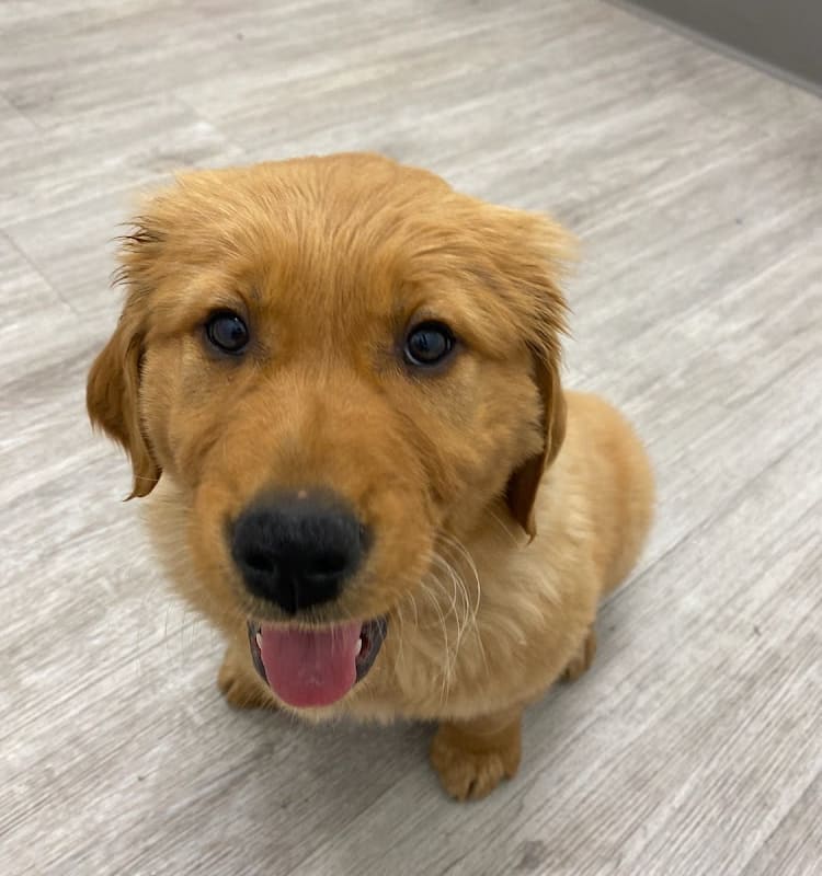 San Anselmo Animal Hospital