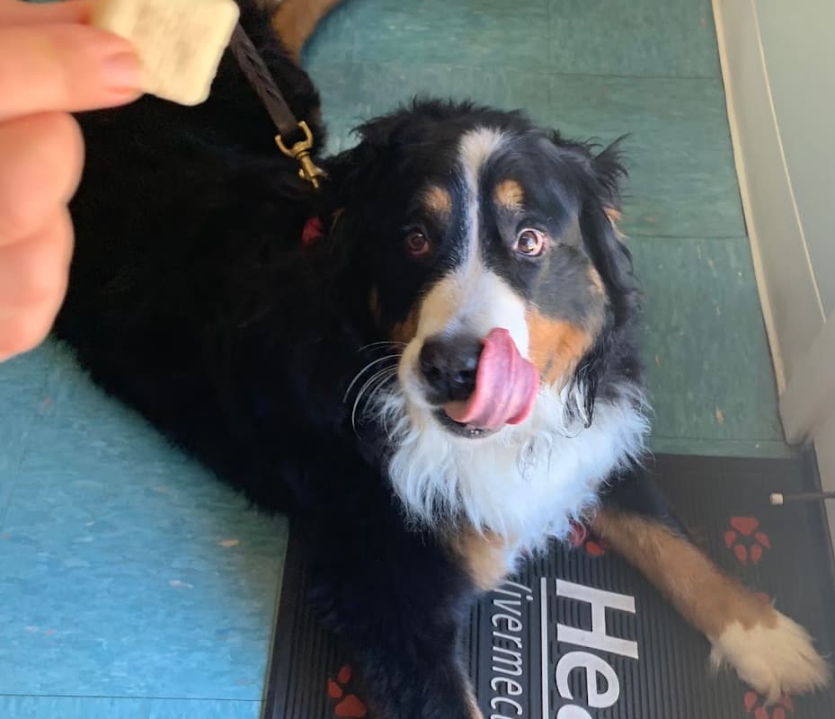 San Geronimo Valley Veterinary Clinic