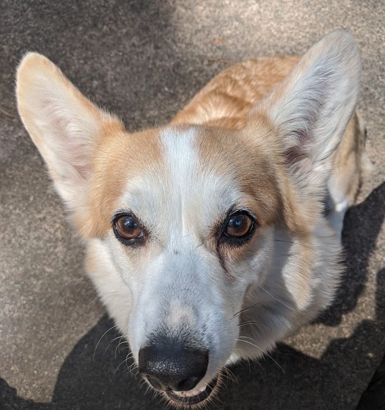 San Rafael Animal Hospital