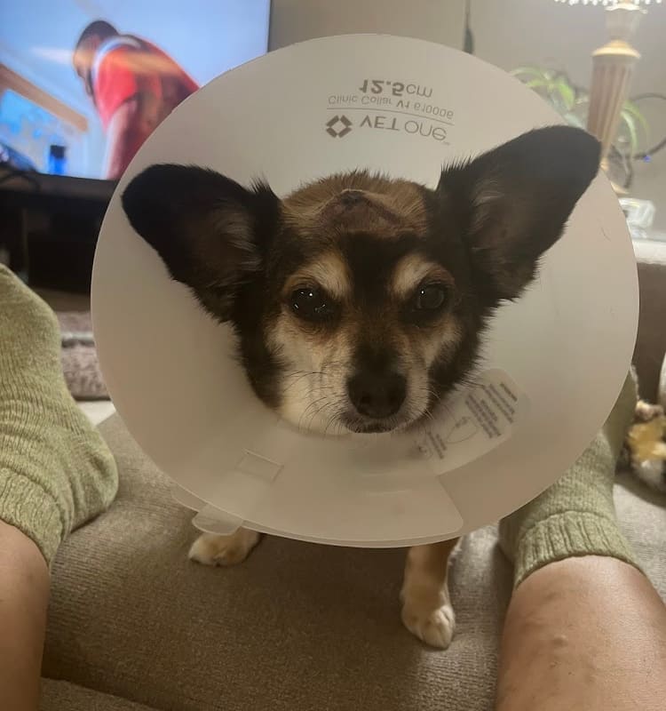 Santa Rita Animal Care Clinic