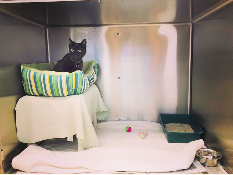 Sierra Veterinary Hospital