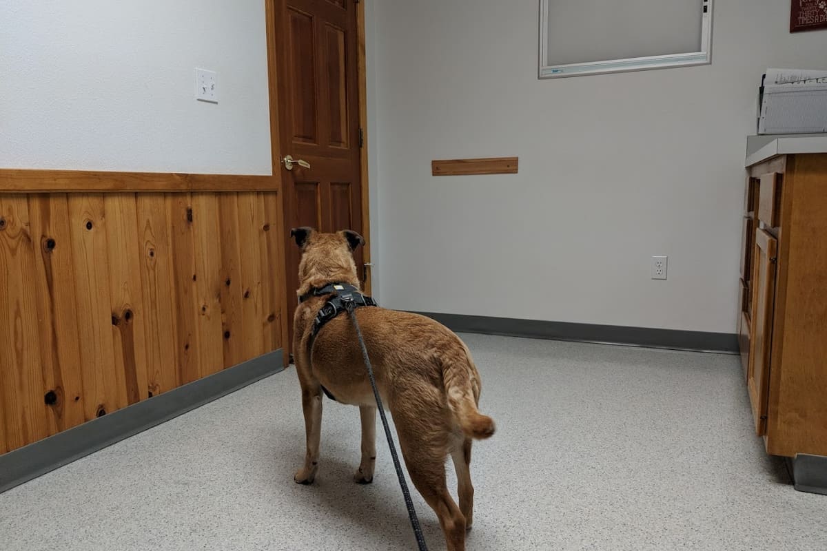 Smith Flat Animal Hospital