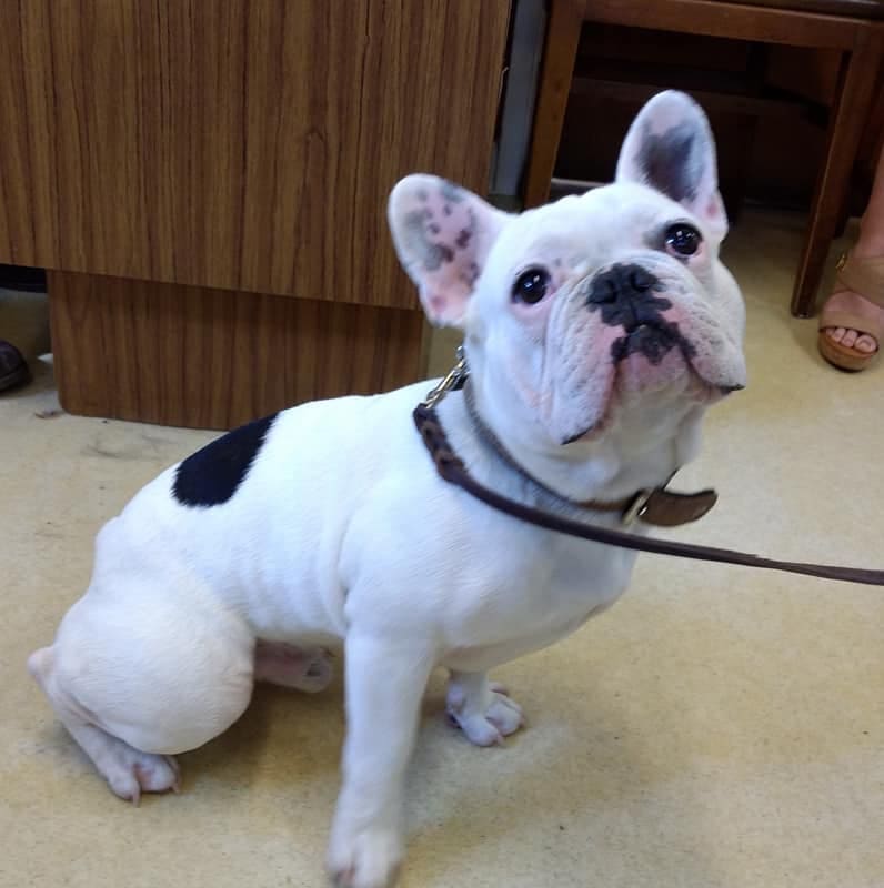 Sonoma Valley Pet Clinic