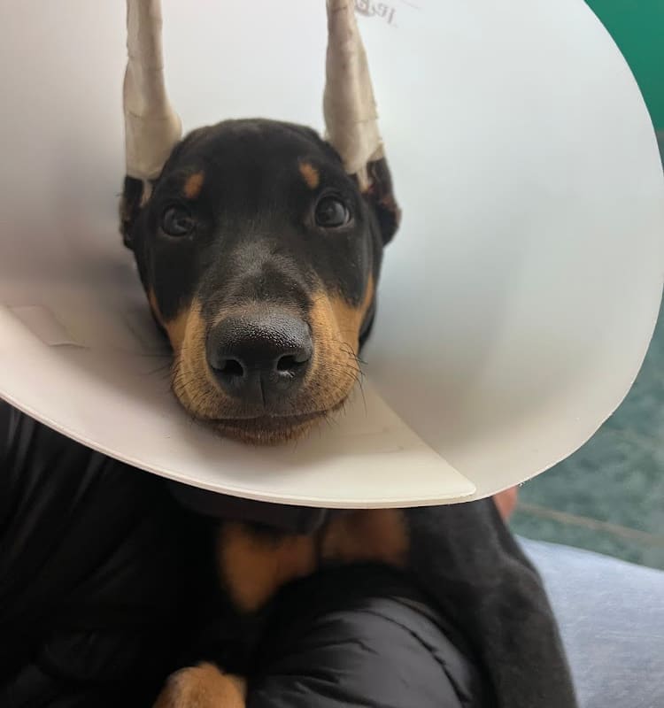 St Louis Veterinary Clinic