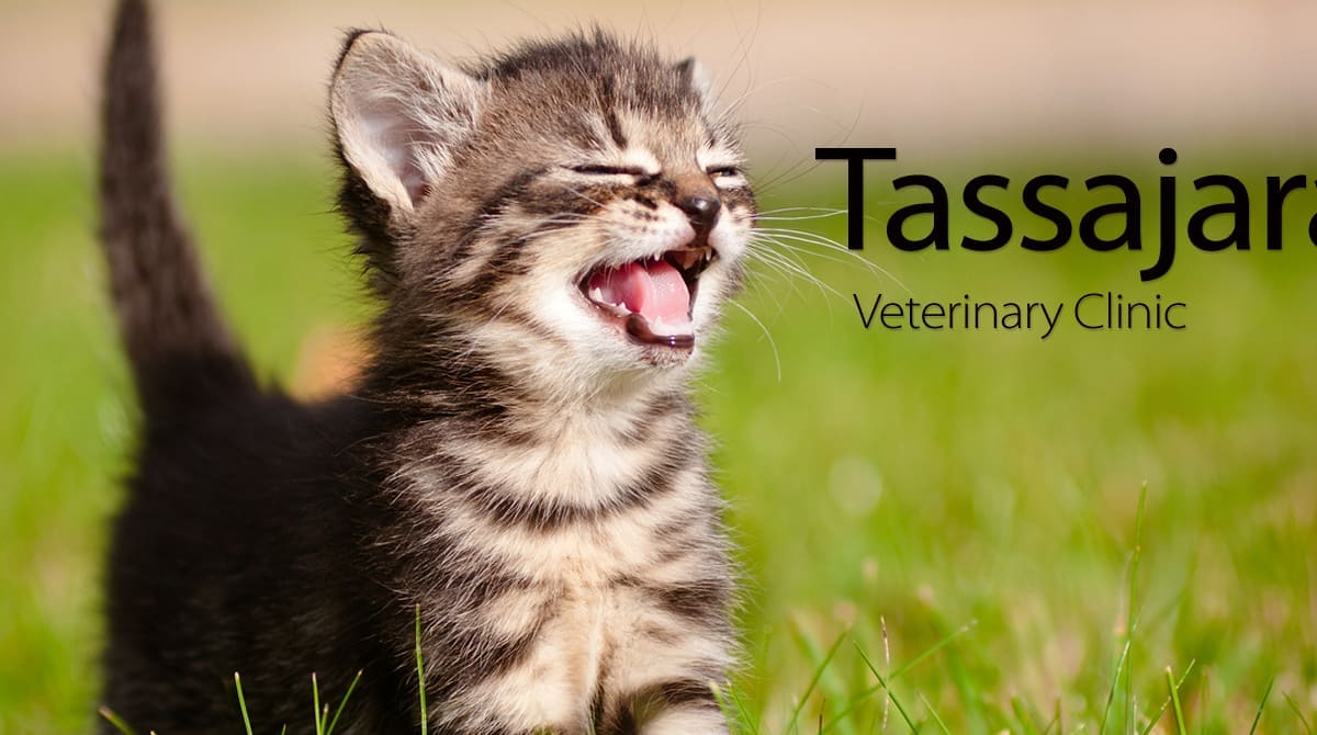 Tassajara Veterinary Clinic