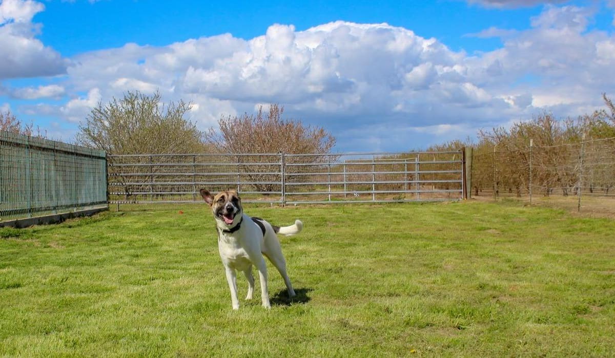 Taylor Veterinary Emergency