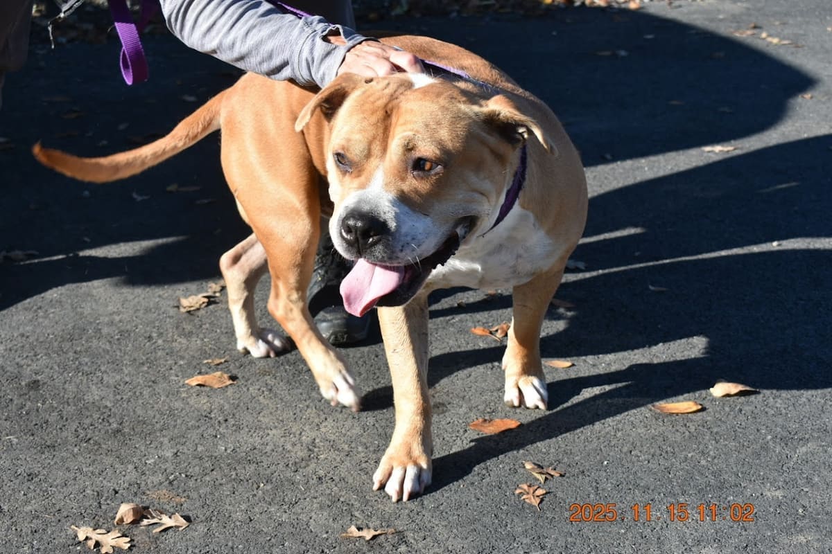 Ukiah Animal Shelter