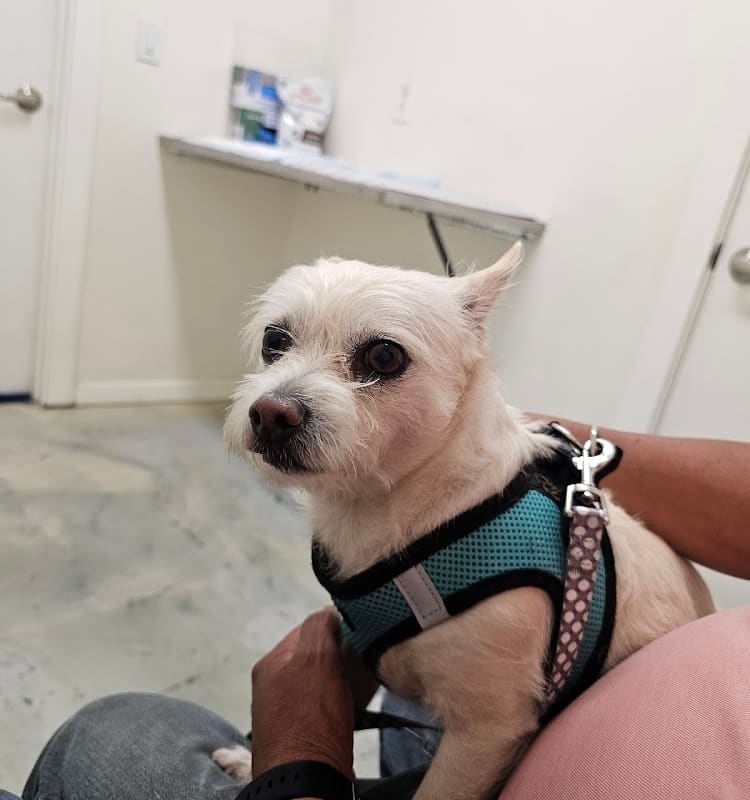 United Pet Hospital