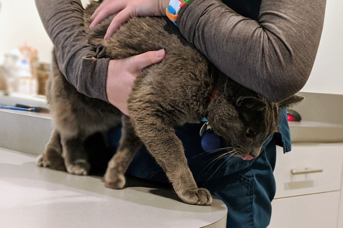 University Vet Hospital