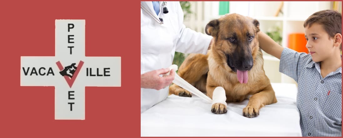Vacaville Pet Vet Clinic, Inc.