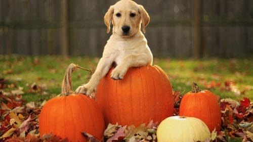 VCA Northpointe Animal Hospital