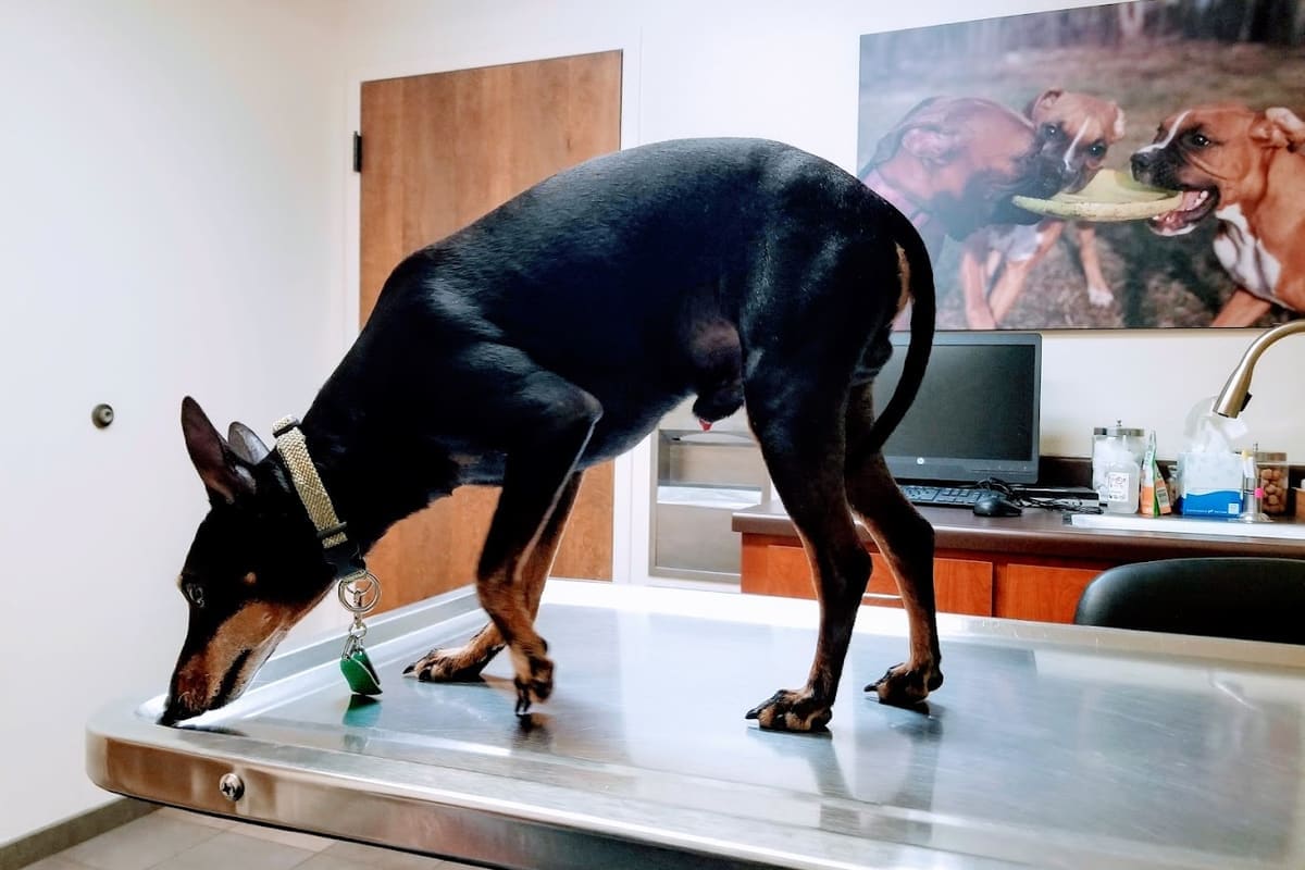 VCA PetCare West Veterinary Hospital