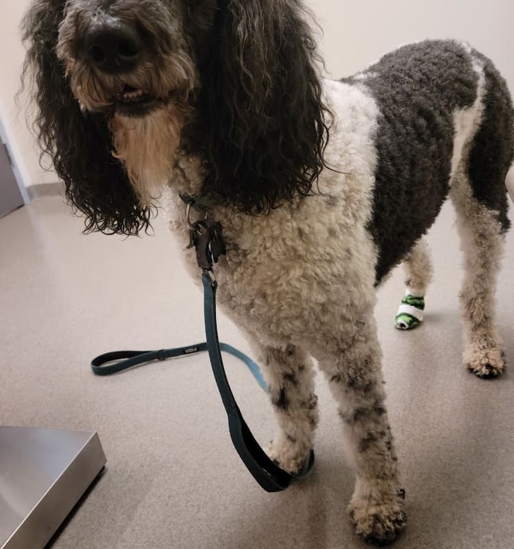 VCA Windsor Animal Hospital