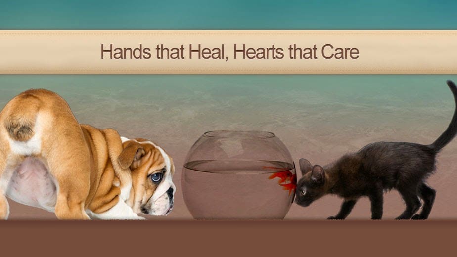 Veterinary Healing Center of El Dorado Hills