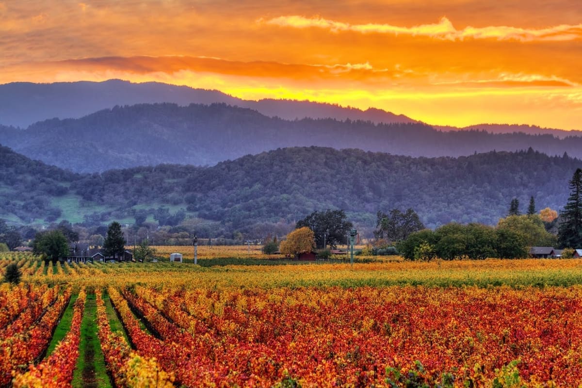 Vintage Sotheby's International Realty