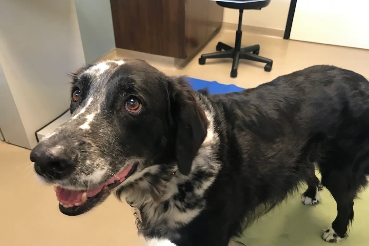 Walnut Creek Veterinary Hospital