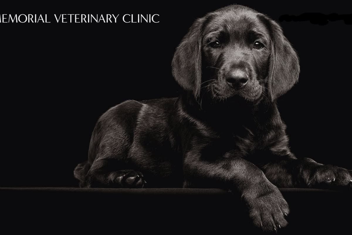 Wasson Memorial Veterinary Clinic