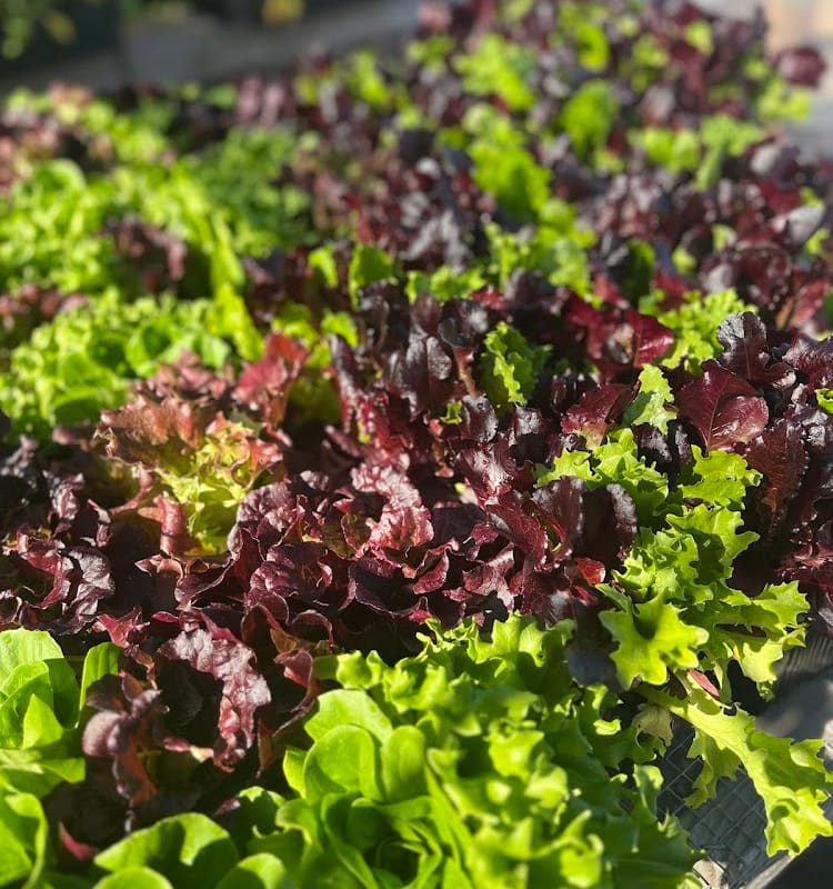 West Marin Landscape Nursery