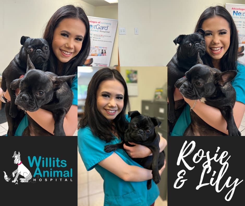 Willits Animal Hospital