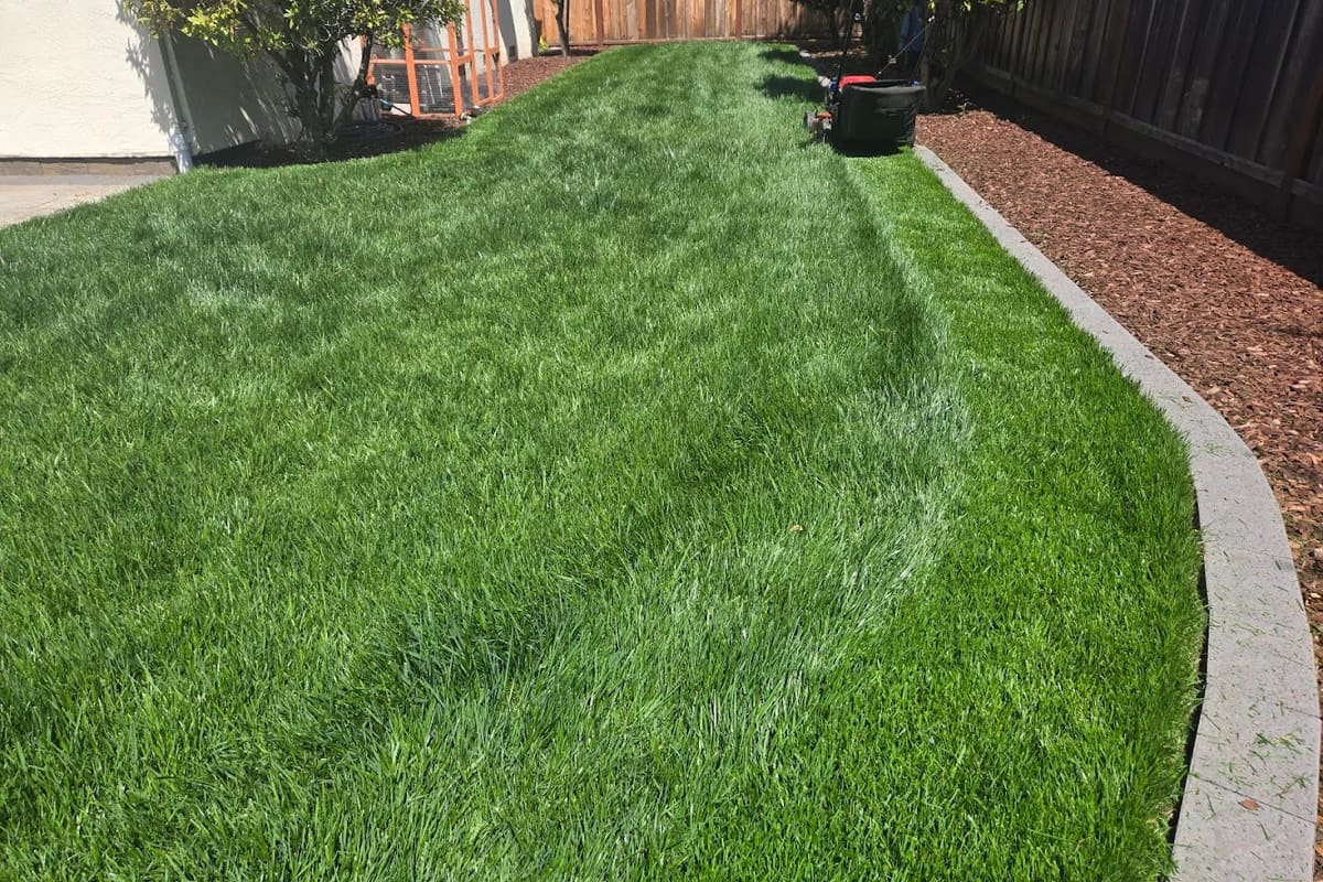 Yellow Jacket Lawn Care Service